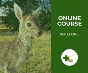 Antelope - A Care Guide