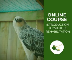 Introduction into Wildlife Rehabilitation