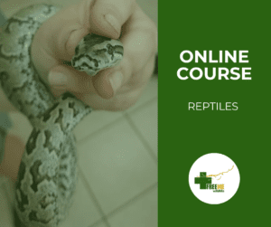 Reptiles - A Care Guide