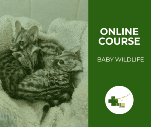 Baby Wildlife – When to Intervene