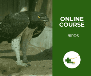 Birds - A Care Guide