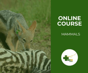 Mammals - A Care Guide
