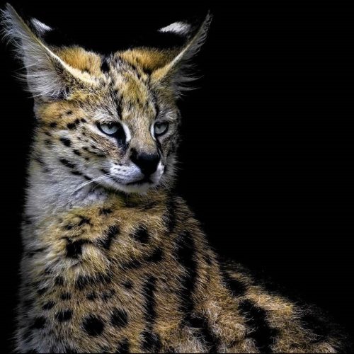 SERVAL-BIG