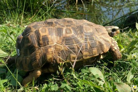 freeme- tortoises- tortoises 3