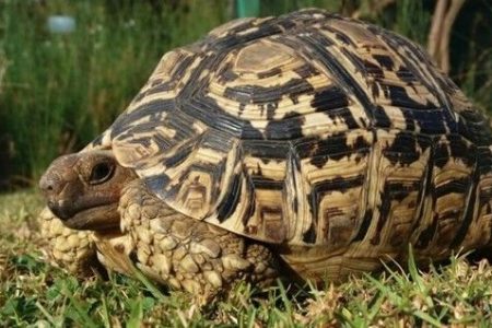 freeme-wildlife-tortoise-project